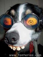Colaborador de videos PERRO LOCO